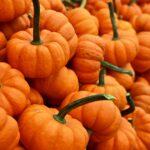 A pile of bright orange mini pumpkins.
