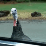 A wild turkey looking at the camera. The view is from within a car.