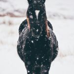 A black horse with a white star in a snowy background staring straight at the camera.