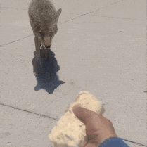 A coyote taking a burrito offered by a human hand.