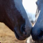 A close-up shot of two horses touching muzzles.
