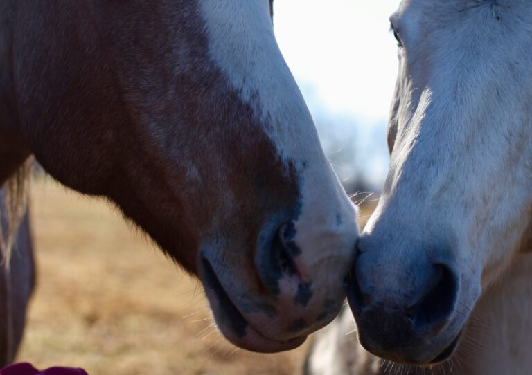 A close-up shot of two horses touching muzzles.
