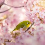 Warbling white eye bird in a sakura blossom tree.