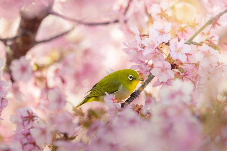 Warbling white eye bird in a sakura blossom tree.