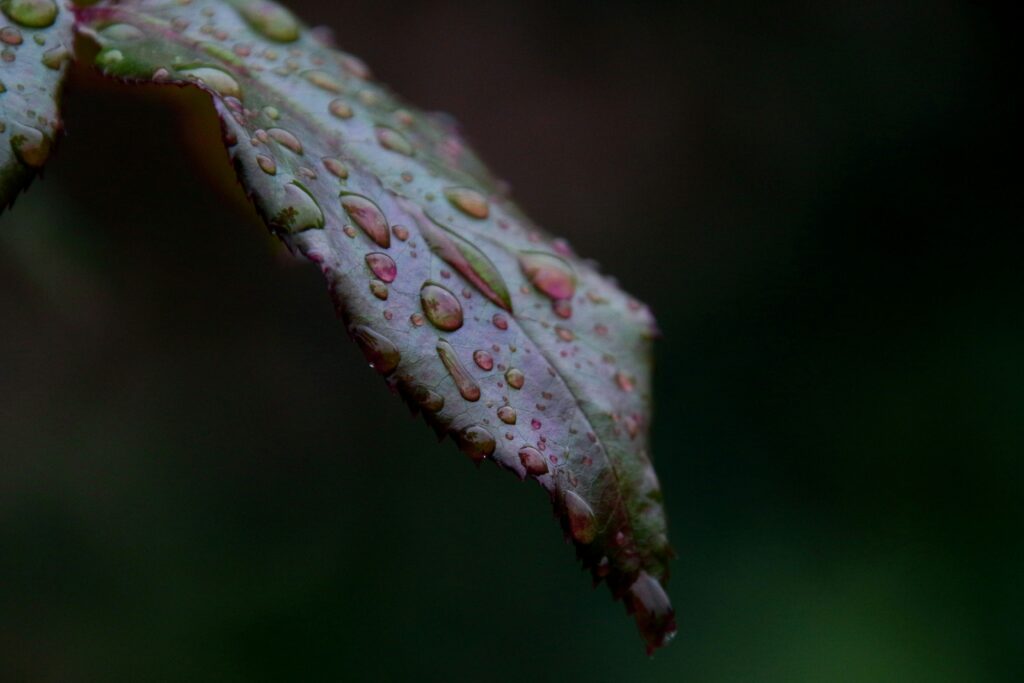 A close up view of a leaf with water droplets on it.
