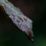 A close up view of a leaf with water droplets on it.