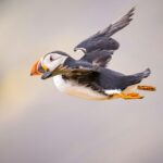A side view of a puffin in flight
