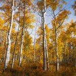 Story Behind the Story – Trembling Aspen